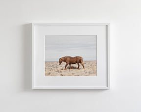 Old Wild Stallion