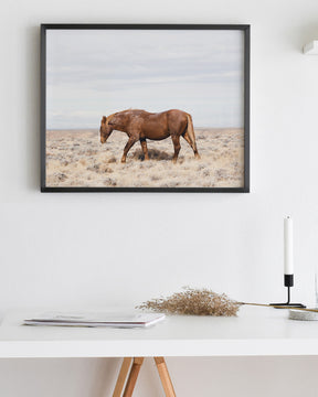 Old Wild Stallion